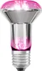 La lampada per piante OSRAM LED Star con filamento e base Anteprima dell’immagine prodotto 5
