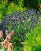 A garden scene with lavender and pink flowers, with butterflies. Produktbild-Vorschau
