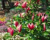 Magnolia liliiflora 'Nigra', Purpur-Magnolie, Produktbild-Vorschau 5