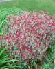 Lychnis coronaria, Lichtnelke, silbrig-grau, ca. 9x9 cm Produktbild-Vorschau 11