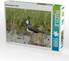 CALVENDO Puzzle Kiebitz (Vanellus vanellus) | 1000 Teile Produktbild-Vorschau 1