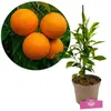 A collage showing oranges on a branch and a potted orange tree. Náhľad obrázku produktu