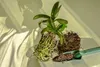 An orchid plant with exposed roots, a pile of soil, and a small green trowel on a light-colored surface with shadows. Produktbild-Vorschau