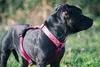 Morso Hondentuig H-Tuig Gerecycled Pink Think Roze Produktbild-Vorschau 9