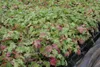 75 Stück, Topf 9cm, Bodendecker Geranium macrorrhizum Produktbild-Vorschau 4