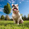 Marvel Hundehalsband M / L - Verstellbar, robust & bequem Produktbild-Vorschau 7