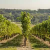 Weinrebe Delaware, 0.3 m hoch, starkwüchsig, süße Früchte Produktbild-Vorschau 5