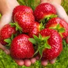 10 Stk. Erdbeerpflanze 'Murzynek' sehr süße Frucht Produktbild-Vorschau 1