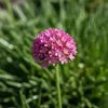 Bloomique - Zestaw 3 sztuk - Armeria Maritima Abbey Deep Podgląd zdjęcia produktu 4