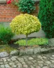 A small, round-topped tree with yellow and green variegated leaves stands in a garden bed, bordered by cobblestones and rocks. Produktbild-Vorschau