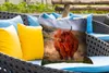 MuchoWow® Outdoor Kissen - Schottische Hochlandrind - Gras Produktbild-Vorschau 4