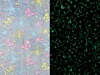 Svítící deka mikroflanel BAREVNÝ MOTÝL 150x200 cm modrá Náhled obrázku produktu 8