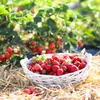 naturling Garten-Holzwolle 2,5kg für Erdbeeren und Gemüse - Produktbild-Vorschau 1