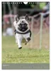 Mops-Rennen (Wandkalender 2027 DIN A4 hoch), CALVENDO Produktbild-Vorschau 9