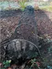 A garden tunnel made of mesh and metal hoops is set up over a garden bed. Produktbild-Vorschau