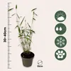 A potted bamboo plant with a ruler and icons indicating care instructions. Produktbild-Vorschau