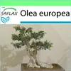 SAFLAX Garden to go - olivovník - Olea europea - 20 Semená Náhľad obrázku produktu 7