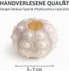 Seeigel Gehäuse Sputnik ( Sputnic ) Durchmesser ca. 5-7cm Produktbild-Vorschau 4