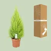 Cupressus Goldcrest Wilma - 80-90cm - Ø21cm - Zimmerpflanze Produktbild-Vorschau 3