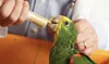 A person is feeding a parrot with a syringe. Náhľad obrázku produktu