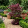 Green boutiQ - Terrasplant - Japanse Esdoorn - Acer Voir les images du produit 6
