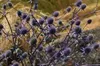 6 x Eryngium planum - mužský vrh - květináč 9 x 9 cm Náhled obrázku produktu 4
