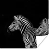 MuchoWow® Poster Zebra - Weiß - Tiere - Schwarz 100x100 cm Produktbild-Vorschau 1