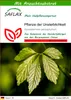 SAFLAX - Pflanze der Unsterblichkeit - Gynostemma Produktbild-Vorschau 1