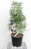 Choisya hybr. 'Aztec Pearl' - Orangenblume 60- 80 cm Voir les images du produit 2