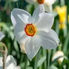 Narcisse - Set de 30 - Narcissus 'Recurvus' - Bulbes à Voir les images du produit 3
