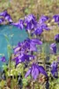 Aquilegia alpina, Alpen-Akelei, blau, ca. 9x9 cm Topf Produktbild-Vorschau 2