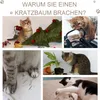 PawHut Kratzbaum Katzenbaum mit Kratzbrett Weichkissen Produktbild-Vorschau 6