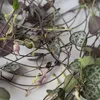 Ceropegia - Ceropegia linearis Woodii - Wysokość 20-30cm - Podgląd zdjęcia produktu 4