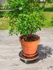 Support à roulettes - "Flora Roll Strong" - 50 cm - bois Voir les images du produit 2