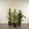 Ficus Benjamina Danielle - Ø21cm - ↕95cm + Ficus Benjamina Produktbild-Vorschau 2