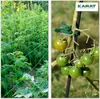 Pflanzennetz-Set Mina 42-teiliges Zubehör für Gartenarbeit Produktbild-Vorschau 8