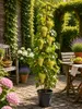 Vitis vinifera Lakemont Weinrebe 120–180 cm | Kernlose Produktbild-Vorschau 3