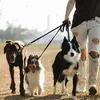Haustier Hund Führen Leine Kette, Hundeleine Leine, Produktbild-Vorschau 5