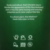 Aloe MEDIVERA Equator - Nová odroda Aloe vera - 14 cm Náhľad obrázku produktu 4