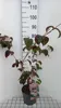 Cornus kousa 'Satomi' ('new red/rosabella') - Japanischer Náhled obrázku produktu 2