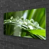 Acrylglasbilder 100x50 Wandbild Druck Gras Tautropfen Produktbild-Vorschau 2