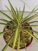 Yucca filamentosa 'Color Guard' – Palmlilie – ±30 cm hoch – Produktbild-Vorschau 3