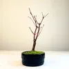 Bonsai - Bonsai baum Japanischer Fächerahorn - Acer (Ahorn) Produktbild-Vorschau 7