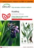SAFLAX Garden in the bag - kostihoj - Symphytum officinale Náhľad obrázku produktu 1