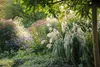 Stauden Gänge 1 x Miscanthus sinensis 'Silberfeder' im 1 Produktbild-Vorschau 2