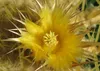 SAFLAX - židle tchyně - Echinocactus grusonii - 40 Semena Náhled obrázku produktu 9
