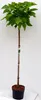 Kugel-Trompetenbaum, Gesamthöhe: 180-190 cm, Catalpa Produktbild-Vorschau 1