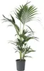Kencja - Howea forsteriana - Wysokość 90-100cm - ⌀18cm Podgląd zdjęcia produktu 1