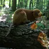 Peluche Castoro 28 Cm Ecologico Anteprima dell’immagine prodotto 6