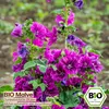 Samenliebe  Malve Samen alte Sorte Dunkelviolette Blüten Produktbild-Vorschau 3